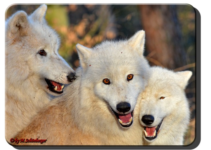 Foto by Michael Schönberger - Polarwölfe - Wolfspark Werner Freund